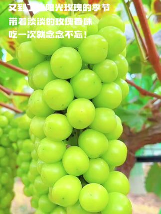 阳光玫瑰葡萄,皮薄无渣,而且它还无籽,果肉很饱满,一口咬下去就能感受到浓浓的果香味!#葡萄熟了 #阳光玫瑰葡萄 #应季水果 #强烈推荐