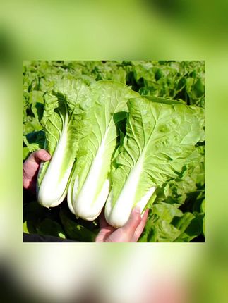 【下单就发三包】四季奶油快菜种子耐热耐寒阳台盆栽蔬菜种子#蔬菜种子 #蔬菜种子种苗 #种子 #四季奶油快菜 #四季奶油快菜种子