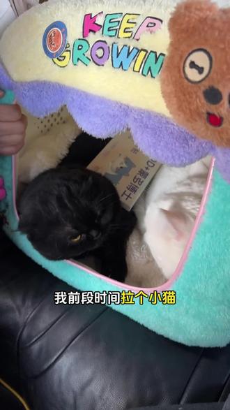 带猫咪出门要提前做好准备,猫咪信息素提前安排上#科学养宠攻略 #新手养猫 #新手养宠 #猫咪应激