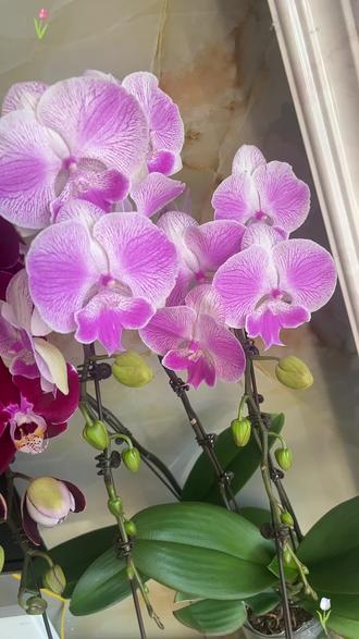 这个冬天花开不断,不过杜鹃花我还是养不好