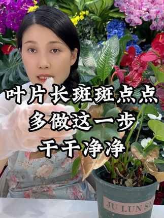 花叶子长斑斑点点别急,一招就能解决#养花小知识 #花卉植物