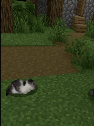 #搞笑 #可爱 #萌宠