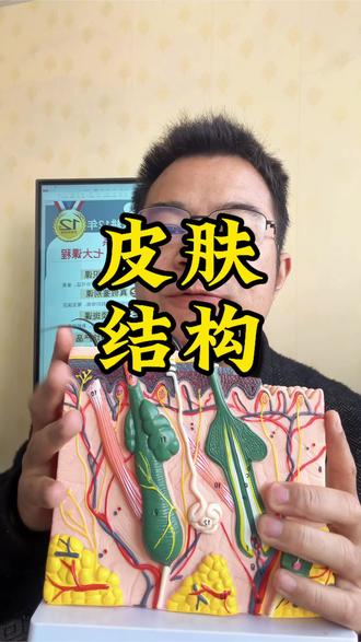 化妆品起效果就要先了解皮肤结构#皮肤结构 #皮肤结构图 #化妆品护肤 #化妆品科普