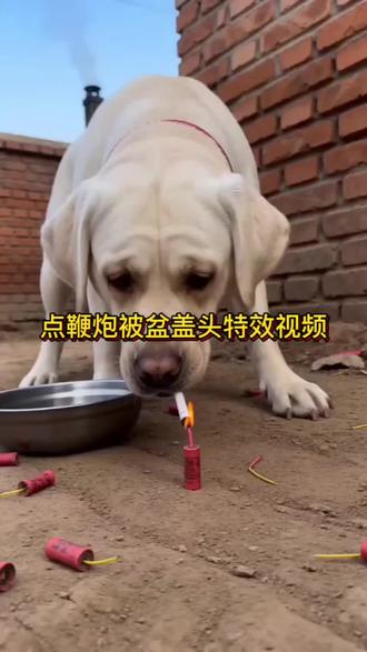 狗子过年点个鞭炮被贴盆盖了头 #这狗真的成精了 #还有这种操作 #狗狗视频 #炸狗盆 #剪映