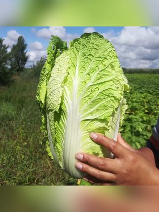 义和秋大白菜种子四季冬储白菜种籽高产抗病口感好耐寒蔬菜种子#义和秋 #大白菜 #种子 #四季 #蔬菜种子