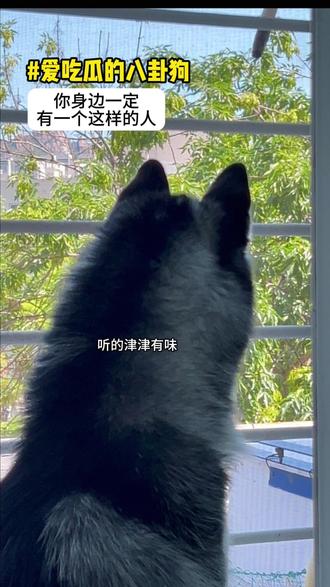 真正意义上的“狗仔队” 转发给你身边爱吃瓜的人#萌宠出道计划 #吃瓜 #哈士奇日常 #养宠 #狗狗