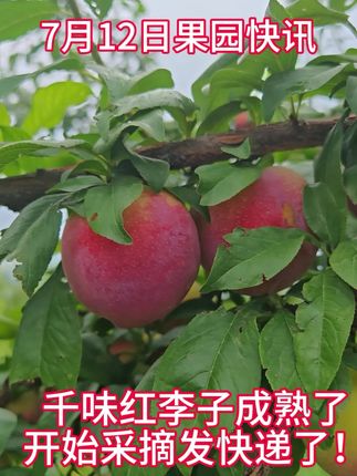 红皮黄肉千味红李子成熟了!漂亮的脸蛋,大大的个,肉也很厚,酸甜可口!吃货们集合开始啦!#抖音助农 #李子熟了 #果园管理 #吃货必备