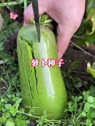 #纯天然绿色食品 #三农流量扶持计划 #绿色蔬菜 #脆甜多汁 #种子