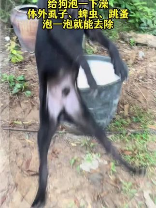 小狗洗澡新体验,一泡解决跳蚤烦恼!🌿清洁又健康,宠物护理小妙招。#宠物护理 #狗狗清洁 #除赖灵 #驱虫 #驱虫药