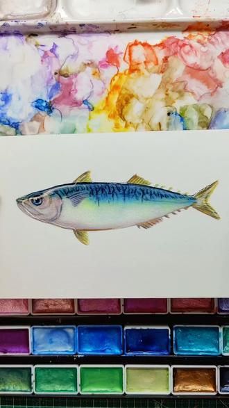 珠光水彩画,鲐鱼。别名:青占鱼,鲭,青花鱼,白腹鲭,日本鲭,俗名花辉、青辉、青花 #原创手绘 #绘画教程 #绘画过程 #水彩 #画画