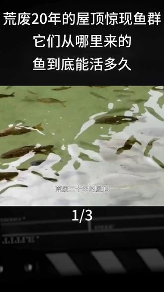 荒废20年的屋顶惊现鱼群,它们从哪里来的?鱼到底能活多久?#科普 #科普知识