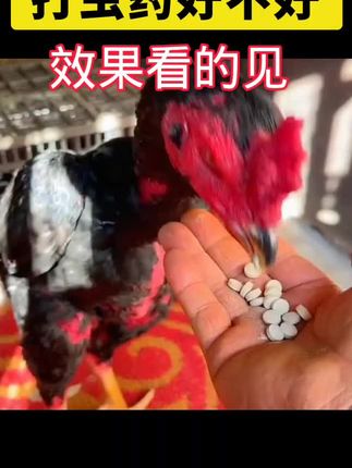 @王大哥斗鸡 打虫药好不好,效果看得见,斗鸡必备,必眼入#斗鸡 #斗鸡文化 #斗鸡爱好者 #斗鸡养殖 #高质量斗鸡