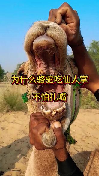 骆驼吃仙人掌为什么不怕扎嘴 #骆驼 #动物科普
