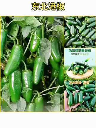 东北港椒港椒5斤新鲜蔬菜腌制辣椒咸菜港椒1斤肉厚港椒辣椒