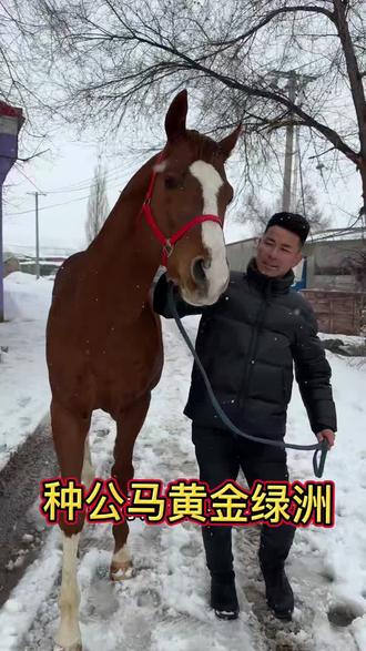 🔥 纯血种公马 今年开配! 2026年3月开始配种
父系:苏萨(伽利略血统)
母系:银色子弹(街头口号血统) 外祖父:街头口号(世界顶级种公马)
黄金血统,后代能登记、能参赛!
✅ 配种方式:本交
✅ 一口价:3000 元
✅ 空怀免费补配一次
✅ 手续齐全,正规纯血马登记
要是中途肚子驹子有意外了, 来年免费在配!
花小钱,配好血统!
想配好马的抓紧联系,
数量有限,先到先配!
联系电话:16699553200
地址:新疆伊犁霍城县沙海庄村