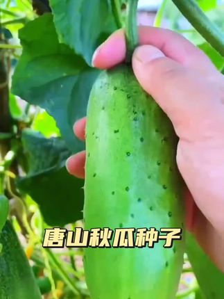 唐山秋瓜种子秋黄瓜高产水果黄瓜阳台盆栽春季秋季易播种蔬菜种子#唐山秋瓜种子 #优质农产品 #蔬菜种子