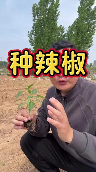 种辣椒好方法。#辣椒 #辣椒苗 #辣椒种植#辣椒管理#辣椒高产