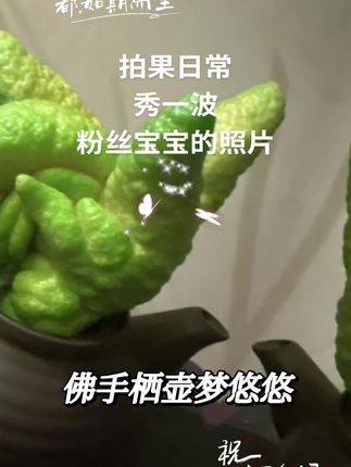 秀一波粉丝宝宝的照片#拍果日常 #金佛手 #做我的粉丝我宠你
