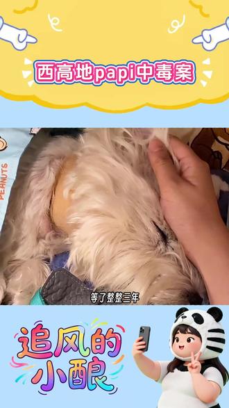 妈妈赢了!Papi的三年等待没有白费 北京首例宠物犬投毒刑案宣判。三年坚持,不仅为爱犬,更为公共安全与法治底线。#西高地papi #宠物投毒 #狗狗 #娱乐