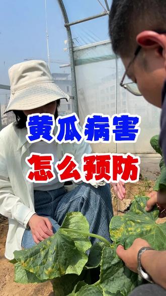 #黄瓜霜霉病 #黄瓜种植 #黄瓜黄叶 #冠地夫瓜卫士 #黄瓜卫士 黄瓜霜霉黄斑怎么办