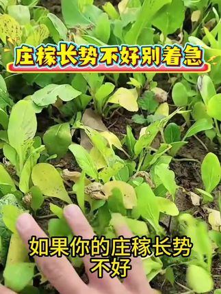 蔬菜长势不好别着急,绿又壮来帮你#蔬菜种植#种植技术#种植小技巧#农业种植#三农