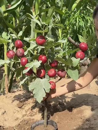 无花果树苗