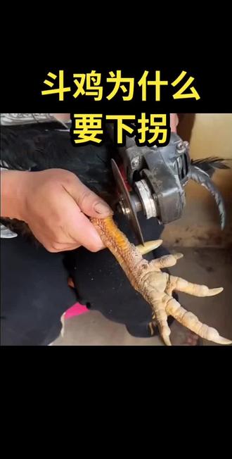 #斗鸡 #斗鸡养殖 #斗鸡文化 #斗鸡爱好者 #斗鸡养殖技术
