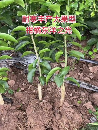 耐寒丰产大果型柑橘东洋之光 东洋之光。红色大果型柑橘。到了春节果子变红了,糖度可以达到16以上。由甘平和葡萄柚杂交的。抗冻能力强,零下八度没问题,抗病能力强,单果重1斤左右。每个地方表现不同,建议少量试种,#东洋之光 #农业种植#白月新品种柑橘苗木