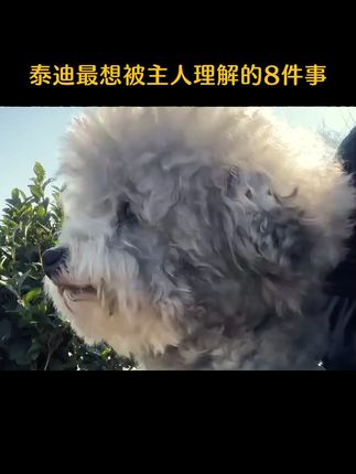 #泰迪 #宠物 #狗狗知识 #宠物知识