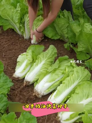 【2.99三包 3.99五包】四季奶油快菜种子!#蔬菜种子 #三农