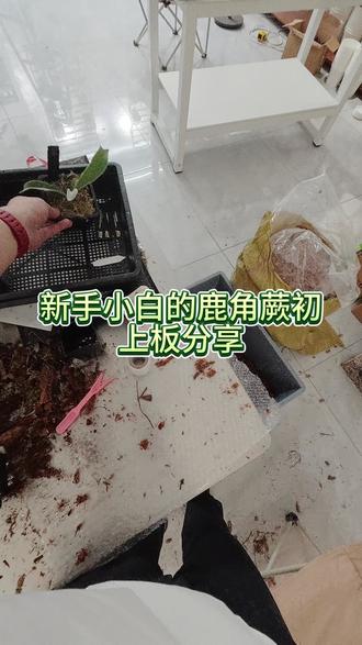 鹿角蕨小白的初上板分享,哪里有问题敬请指正 #鹿角蕨 #新手小白 #鹿角蕨养护