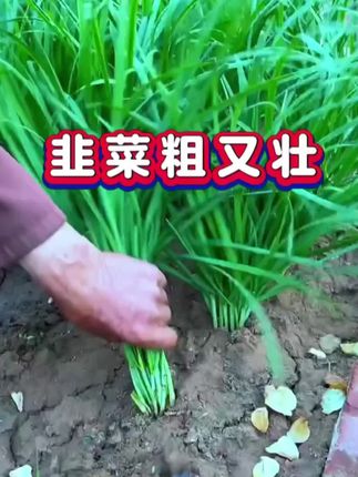 种韭菜就用它#韭菜粗又壮 #农业种植 #我的乡村生活