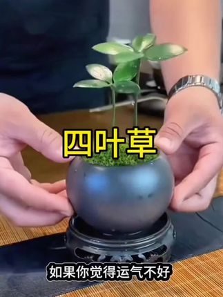 四叶草#花卉绿植 #每日分享 #室内绿植 #养花小知识 #种植小技巧