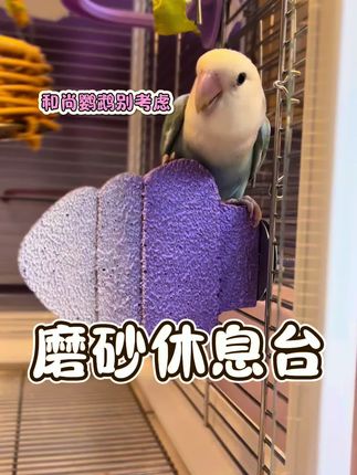 鹦鹉爪子太长了怎么办#磨砂站台#鹦鹉休息台#鹦鹉磨爪子#鹦鹉玩具#新手养鹦鹉