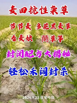 小麦如何封闭轻松搞定抗性杂草#小麦#小麦封闭#吡氟酰草胺#氟噻草胺