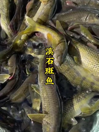 江西深山溪流石斑鱼光唇鱼非人养殖活鱼现杀冰鲜顺丰包邮溪石斑鱼#海鲜美食#舌尖上的味道 #下酒菜就它了 #吃鱼