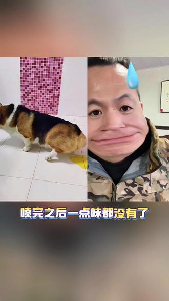 美伊天祺去味消毒,柿子提取物加纯化水纯植物配方,气味清新温和不刺鼻,孕妇老人小孩和猫狗都能放心用,没有任何刺激,根源分解去除异味,不满意还能免费退换带运费险。#除臭 #科学养宠 #去味 #宠物 #消毒