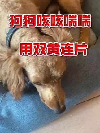 狗狗咳咳喘喘,没精神.用上双黄连片.#狗狗呕吐 #狗狗咳嗽 #新手养狗#萌宠出道计划
