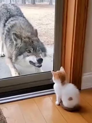 猫宝宝十分淡定。 #抖音创作者中心 #也太可爱了吧 #家有宠物 #毛孩子也是孩子 #猫猫 @全民任务小助手