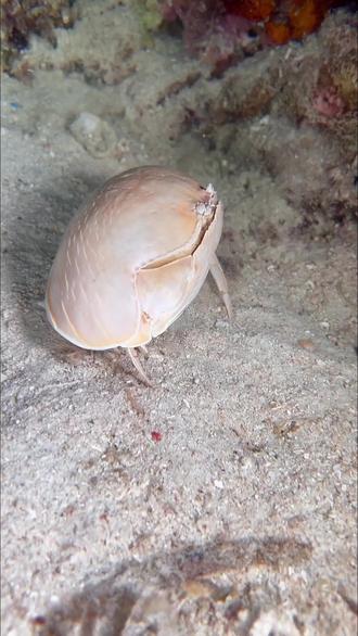 螃蟹冷知识:这些小众品种你认识几个? #科普 #涨知识 #冷知识 #螃蟹