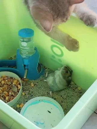 反抗的小仓鼠🐹#萌宠