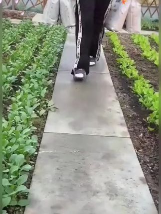 羊粪发酵有机肥 纯羊粪10斤种菜,果树鸡粪盆栽养花鸡羊混合农家有机肥