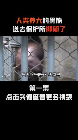 人类养大的黑熊,被送到新环境后不适应,又给送回来了1 #内容启发搜索