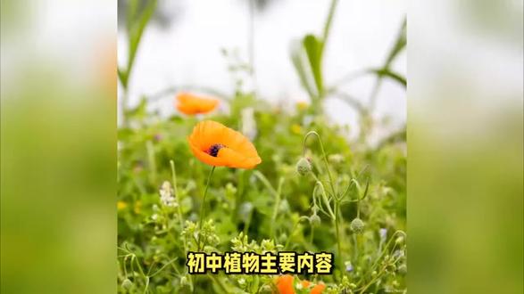 初中植物,主要内容。 初中植物主要内容。
一、植物的分类与基本特征
从最基本的藻类、苔藓、蕨类,到更为复杂的裸子植物和被子植物,每一类植物都有其独特的生存策略和繁殖方式。植物的细胞结构与动物有所不同,它们拥有细胞壁这一独特的结构,赋予了植物坚固的体态和支撑力。同时,叶绿体的存在使得植物能够进行光合作用,将光能转化为化学能,成为生态系统中不可或缺的生产者。
二、植物的生长与发育
植物的一生。种子的萌发需要适宜的温度、水分和空气条件,一旦条件满足,种子便会破壳而出,展开幼嫩的根与叶,向着阳光生长。随着时间的推移,植物通过细胞分裂和伸长,不断增大体积,形成复杂的组织和器官。开花是植物生殖的关键步骤,花朵的结构精巧,色彩斑斓,吸引着传粉者前来访问,完成受精过程。随后,子房发育成果实,种子则在其中孕育,等待着下一次生命的轮回。
三、植物的营养与运输 植物的根系是吸收水分和无机盐的主要器官,它们深入土壤,与土壤中的微生物共同作用,促进养分的吸收与利用。同时,植物的茎部承担着运输的功能,它将根部吸收的水分和无机盐向上运输至叶片,又将叶片通过光合作用产生的有机物向下运输至根部和其他生长部位。这种复杂的运输系统保证了植物体内物质的循环与利用,为植物的生长提供了源源不断的动力。
四、植物的呼吸与光合作用
呼吸作用和光合作用,是植物生命中不可或缺的两个过程。呼吸作用是植物细胞获取能量的基本方式,它通过分解有机物,释放能量供植物体进行各项生命活动。而光合作用则是植物独有的能力,它利用光能将二氧化碳和水转化为有机物和氧气,不仅为植物自身提供了生长所需的营养物质,还为整个生物圈提供了氧气,维持了地球生态系统的平衡。
五、植物的适应性与生态作用
植物作为生态系统的重要组成部分,具有极强的适应性和生态作用。它们通过根系固定土壤,防止水土流失;通过叶片蒸腾作用调节气候,增加空气湿度;通过吸收二氧化碳和释放氧气,维持大气中的碳氧平衡。此外,植物还为众多生物提供了栖息地和食物来源,促进了生物多样性的形成与发展。
六、植物学实验与探究
理论学习之外,初中植物学还注重实验与探究能力的培养。通过显微镜观察植物细胞结构、解剖植物器官、进行光合作用实验等实践活动,我们不仅加深了对理论知识的理解,还培养了观察、分析、解决问题的能力。这些实验活动让我们亲身体验到科学的魅力,激发了我们对植物学乃至整个生物学的兴趣和热爱。