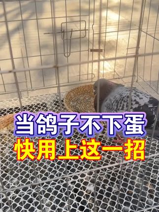 #养鸽子 #肉鸽养殖 #养鸽 #鸽子 #信鸽 鸽子不下蛋,赶紧用上这一招
