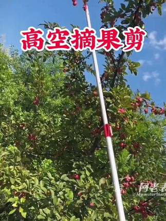 一树两米高的果子,站地上三分钟就摘光!#高空摘果剪 #三农