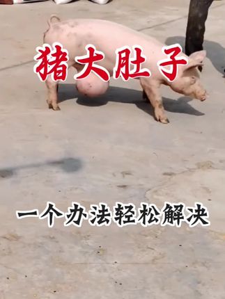 #所有养猪人#养猪技术#科学养猪#养猪人加油干