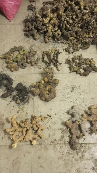 原生态黄精 今日凑齐多种原生黄精给大家讲解一下#黄精 #黄精药材