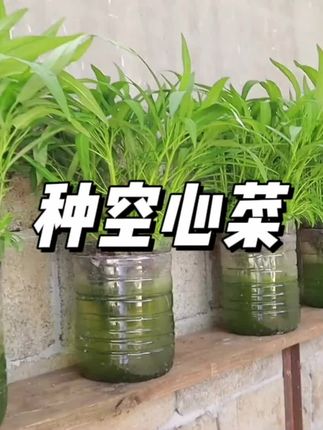 创意菜园