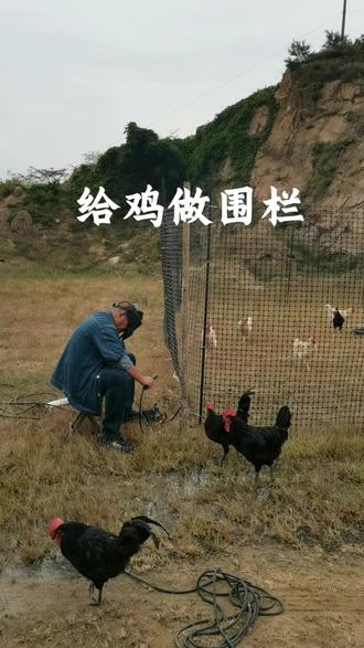 用一个月给鸡安个家#散养土鸡 #田园生活#跑山鸡